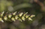 Southern sandbur